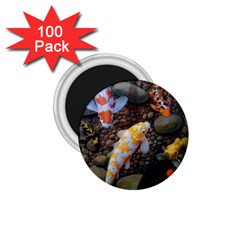 Koi Fish Clown Pool Stone 1 75  Magnets (100 Pack)  by Cemarart