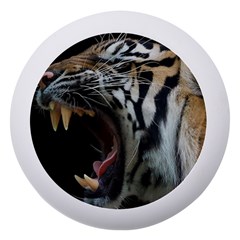 Angry Tiger Roar Dento Box With Mirror