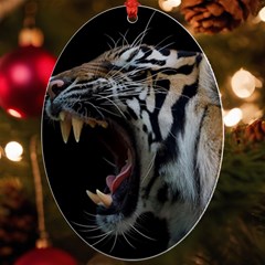 Angry Tiger Roar Uv Print Acrylic Ornament Oval by Cemarart