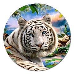 White Tiger Peacock Animal Fantasy Water Summer Magnet 5  (round) by Cemarart