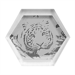 White Tiger Peacock Animal Fantasy Water Summer Hexagon Wood Jewelry Box by Cemarart