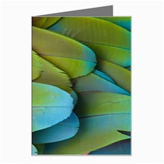 Parrot Feathers Texture Feathers Backgrounds Greeting Card