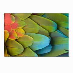 Parrot Feathers Texture Feathers Backgrounds Postcard 4 x 6  (pkg Of 10) by nateshop