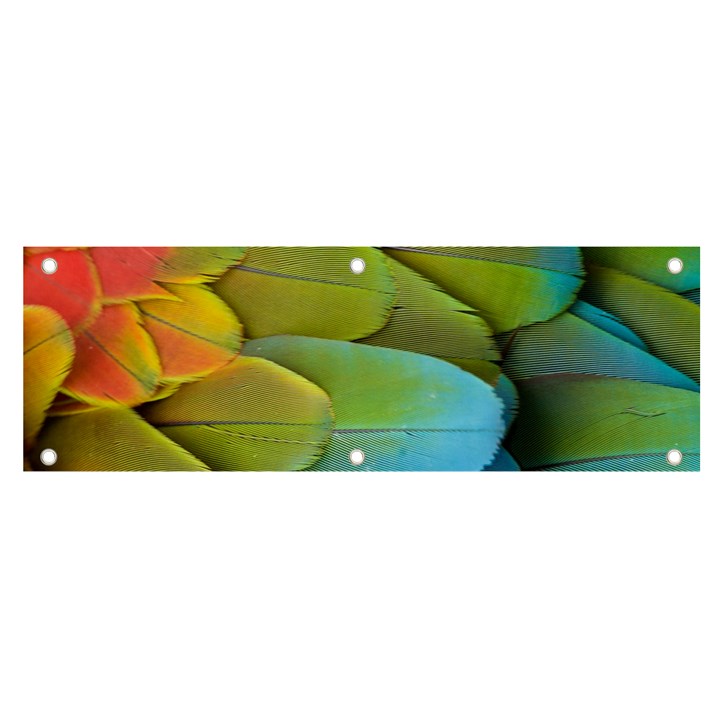 Parrot Feathers Texture Feathers Backgrounds Banner and Sign 6  x 2 