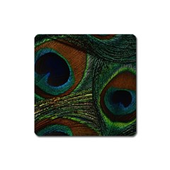 Peacock Feathers, Feathers, Peacock Nice Square Magnet by nateshop