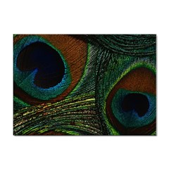 Peacock Feathers, Feathers, Peacock Nice Sticker A4 (100 Pack) by nateshop