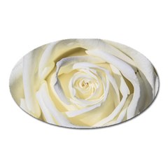 White Roses Flowers Plant Romance Blossom Bloom Nature Flora Petals Oval Magnet by Proyonanggan