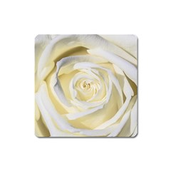 White Roses Flowers Plant Romance Blossom Bloom Nature Flora Petals Square Magnet by Proyonanggan