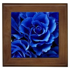 Blue Roses Flowers Plant Romance Blossom Bloom Nature Flora Petals Framed Tile by Proyonanggan