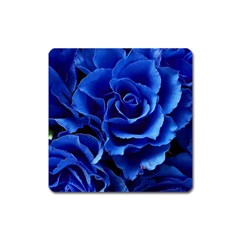 Blue Roses Flowers Plant Romance Blossom Bloom Nature Flora Petals Square Magnet by Proyonanggan