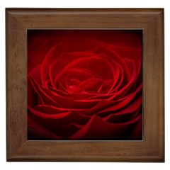 Rose Red Rose Red Flower Petals Waves Glow Framed Tile by Proyonanggan