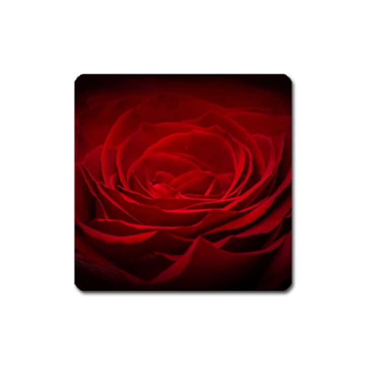 Rose Red Rose Red Flower Petals Waves Glow Square Magnet