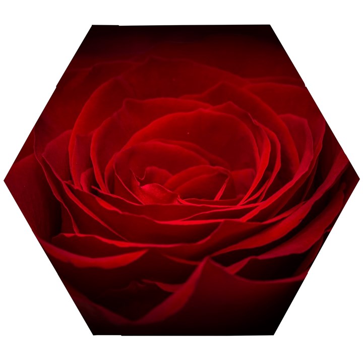 Rose Red Rose Red Flower Petals Waves Glow Wooden Puzzle Hexagon