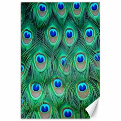 Feather, Bird, Pattern, Peacock, Texture Canvas 20  X 30  by nateshop