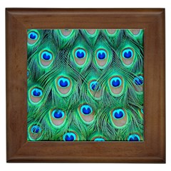 Peacock Feathers, Bonito, Bird, Blue, Colorful, Feathers Framed Tile by nateshop