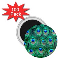 Peacock Feathers, Bonito, Bird, Blue, Colorful, Feathers 1 75  Magnets (100 Pack)  by nateshop