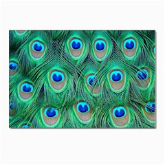 Peacock Feathers, Bonito, Bird, Blue, Colorful, Feathers Postcard 4 x 6  (pkg Of 10) by nateshop