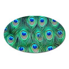 Peacock Feathers, Bonito, Bird, Blue, Colorful, Feathers Oval Magnet by nateshop