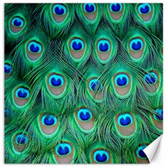 Peacock Feathers, Bonito, Bird, Blue, Colorful, Feathers Canvas 20  X 20  by nateshop