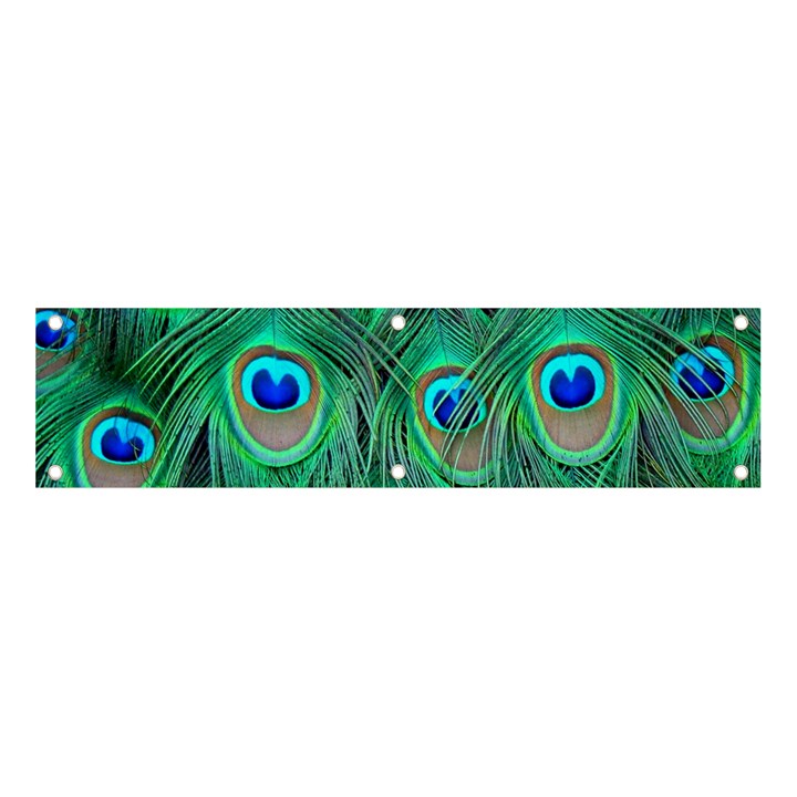 Peacock Feathers, Bonito, Bird, Blue, Colorful, Feathers Banner and Sign 4  x 1 