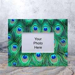 Peacock Feathers, Bonito, Bird, Blue, Colorful, Feathers White Tabletop Photo Frame 4 x6  by nateshop