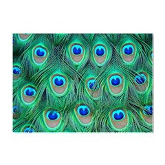 Peacock Feathers, Bonito, Bird, Blue, Colorful, Feathers Crystal Sticker (a4)