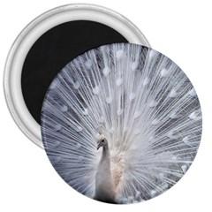 White Feathers, Animal, Bird, Feather, Peacock 3  Magnets by nateshop