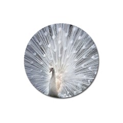 White Feathers, Animal, Bird, Feather, Peacock Magnet 3  (round) by nateshop