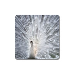 White Feathers, Animal, Bird, Feather, Peacock Square Magnet by nateshop