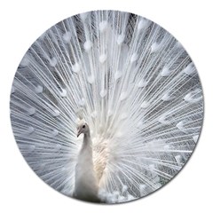 White Feathers, Animal, Bird, Feather, Peacock Magnet 5  (round) by nateshop