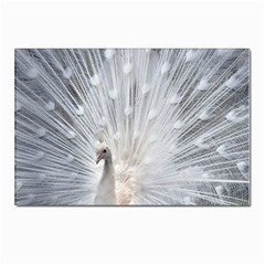 White Feathers, Animal, Bird, Feather, Peacock Postcards 5  X 7  (pkg Of 10) by nateshop