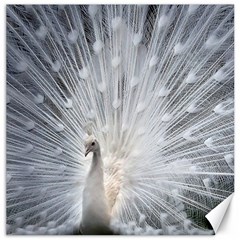 White Feathers, Animal, Bird, Feather, Peacock Canvas 16  X 16  by nateshop