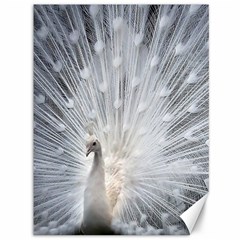 White Feathers, Animal, Bird, Feather, Peacock Canvas 36  X 48  by nateshop