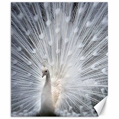 White Feathers, Animal, Bird, Feather, Peacock Canvas 20  X 24  by nateshop