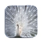 White Feathers, Animal, Bird, Feather, Peacock Square Metal Box (Black) Front