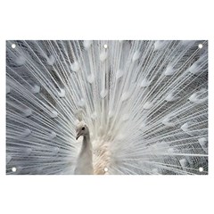 White Feathers, Animal, Bird, Feather, Peacock Banner And Sign 6  X 4  by nateshop