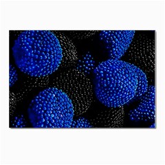 Berry, One,berry Blue Black Postcard 4 x 6  (pkg Of 10) by nateshop