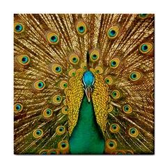 Peacock Feather Bird Peafowl Tile Coaster by Cemarart