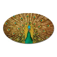 Peacock Feather Bird Peafowl Oval Magnet by Cemarart