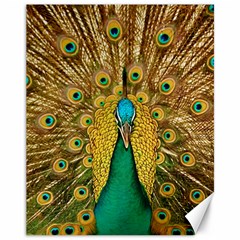 Peacock Feather Bird Peafowl Canvas 11  X 14  by Cemarart