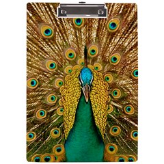 Peacock Feather Bird Peafowl A4 Acrylic Clipboard by Cemarart