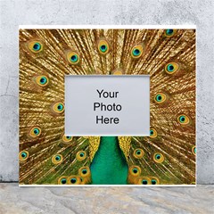 Peacock Feather Bird Peafowl White Wall Photo Frame 5  X 7  by Cemarart