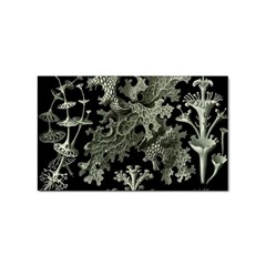 Weave Haeckel Lichenes Photobionten Sticker (rectangular) by Cemarart