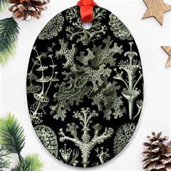 Weave Haeckel Lichenes Photobionten Oval Ornament (two Sides) by Cemarart