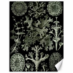 Weave Haeckel Lichenes Photobionten Canvas 12  X 16  by Cemarart