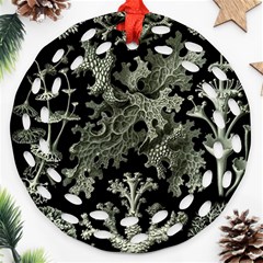 Weave Haeckel Lichenes Photobionten Ornament (round Filigree) by Cemarart