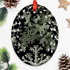 Weave Haeckel Lichenes Photobionten Oval Filigree Ornament (two Sides) by Cemarart