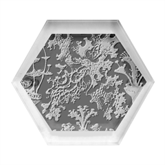 Weave Haeckel Lichenes Photobionten Hexagon Wood Jewelry Box by Cemarart