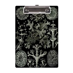 Weave Haeckel Lichenes Photobionten A5 Acrylic Clipboard by Cemarart