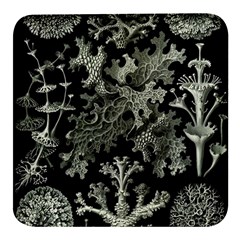 Weave Haeckel Lichenes Photobionten Square Glass Fridge Magnet (4 Pack) by Cemarart